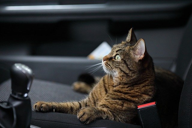 CarBuyerUSA - Cat inside the Car
